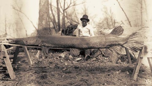 alligator Gar