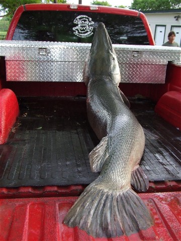 Alligator gar in truck