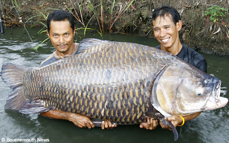 Giant carp