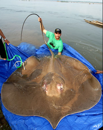 giant freshwater string ray