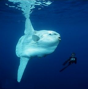 giant Sunfish
